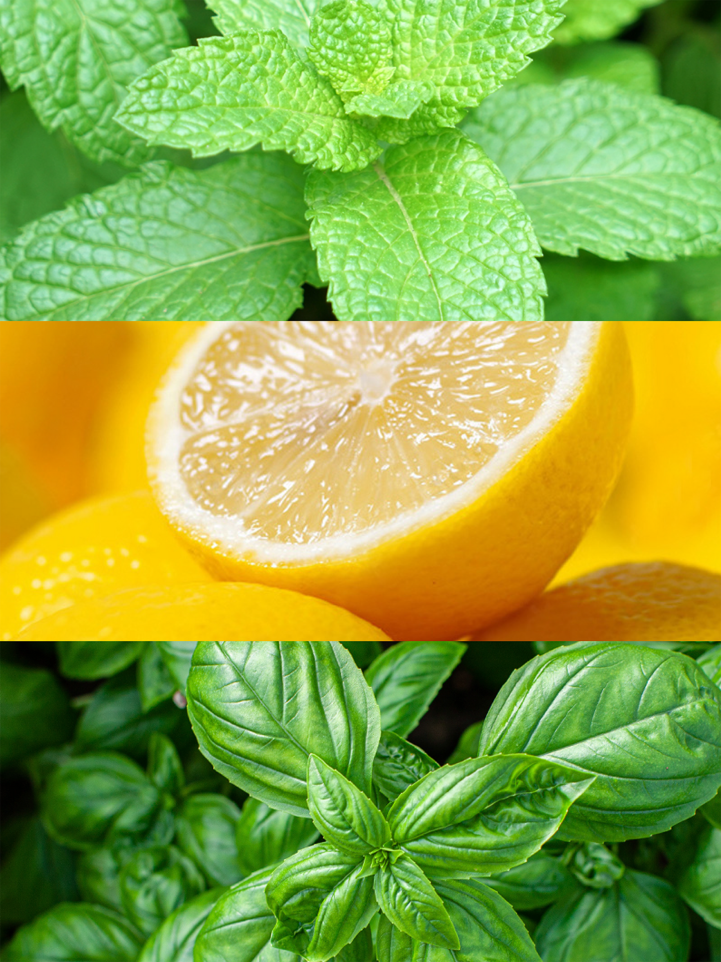 TROPICAL MINT
