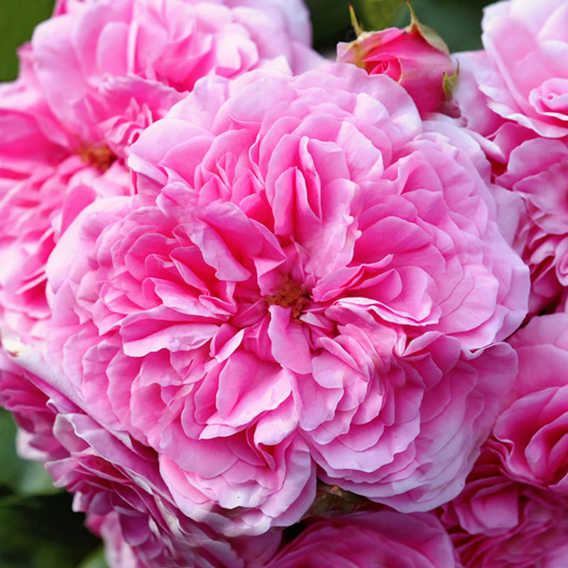 rose-top