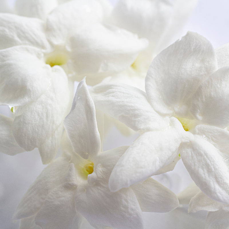 jasmine-heart